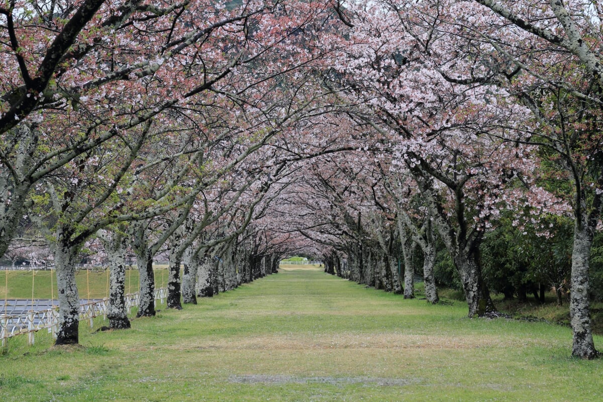 船明ダム運動公園の写真 