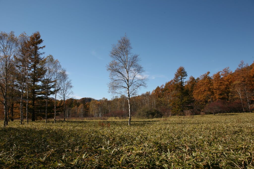 小田代ヶ原の写真 ©くろふね(CC BY 3.0)