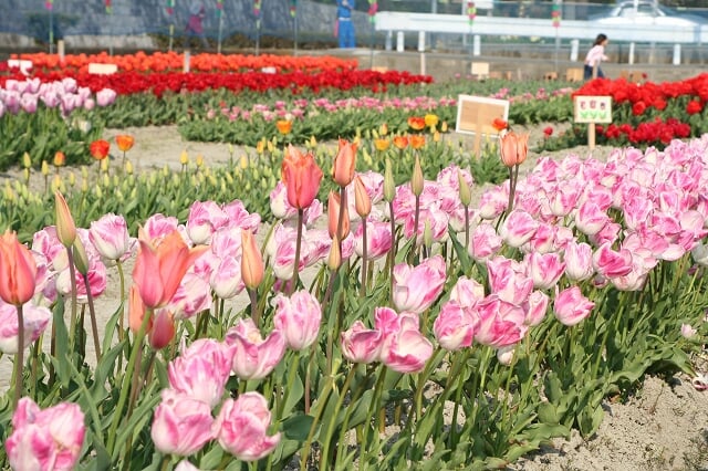 北島チューリップ公園の写真 ©タクドラの金太郎 from Tokushima, Japan.(CC BY 2.1 jp)