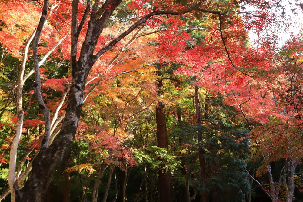 猿投神社の写真 ©Tomio344456(CC BY-SA 4.0)