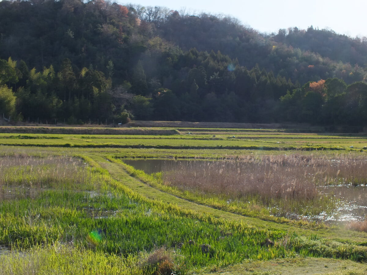 玉丘史跡公園の写真 ©松岡明芳(CC BY-SA 4.0)