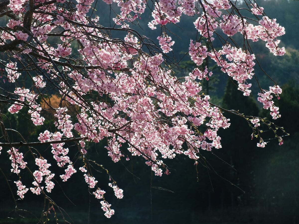 玉丘史跡公園の写真 ©松岡明芳(CC BY-SA 4.0)