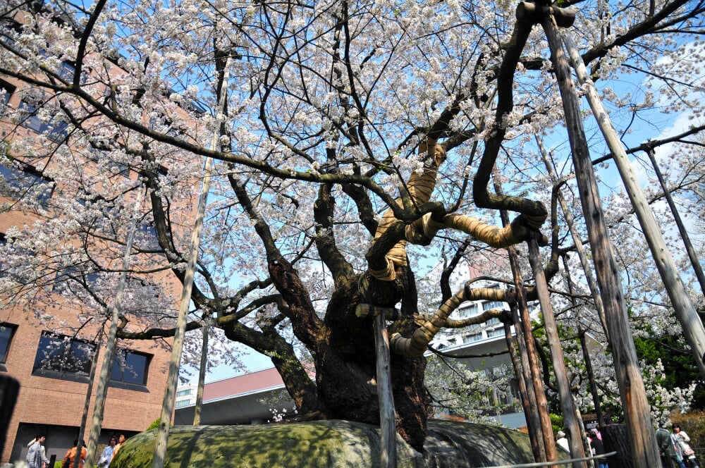 石割桜の写真 ©Noriko YAMAMOTO(CC BY 2.0)