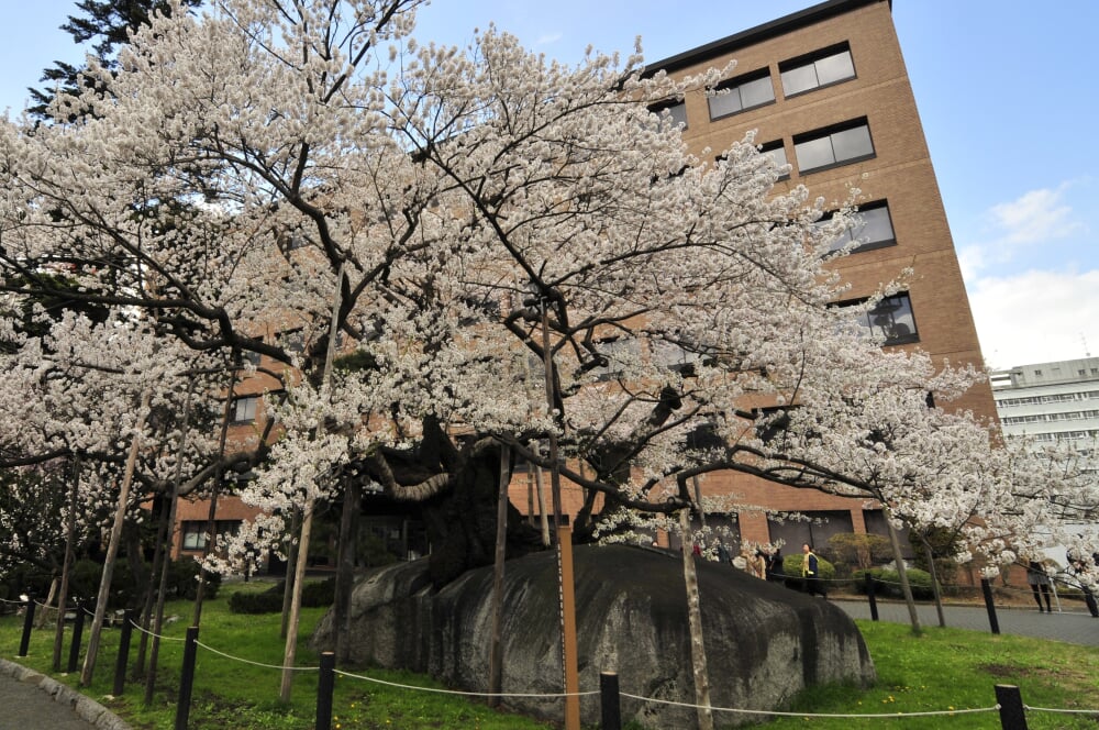 石割桜の写真 ©Noriko YAMAMOTO(CC BY 2.0)