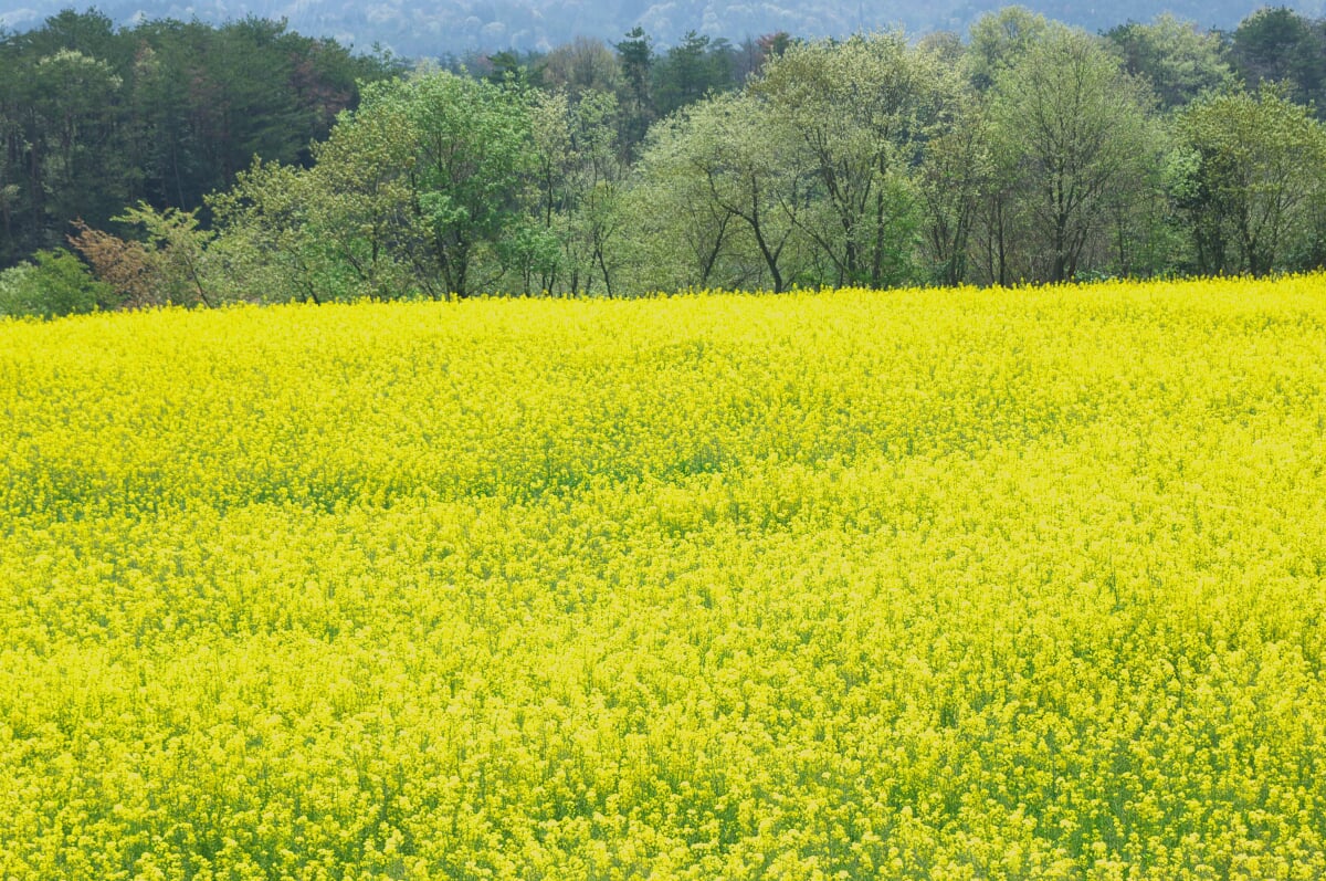 花夢の里 ロクタンの写真 ©柳田亮(CC BY-SA 3.0)