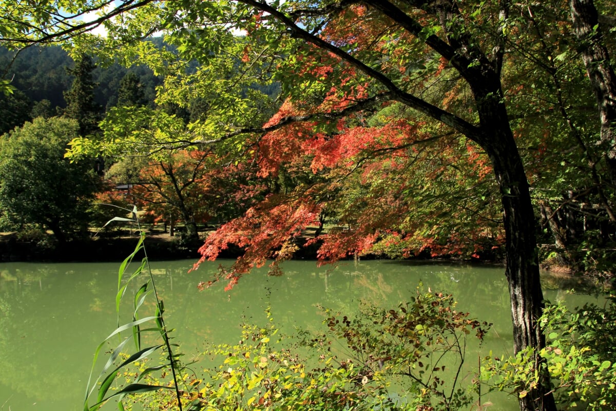 北伊奈ヶ湖 水辺公園の写真 