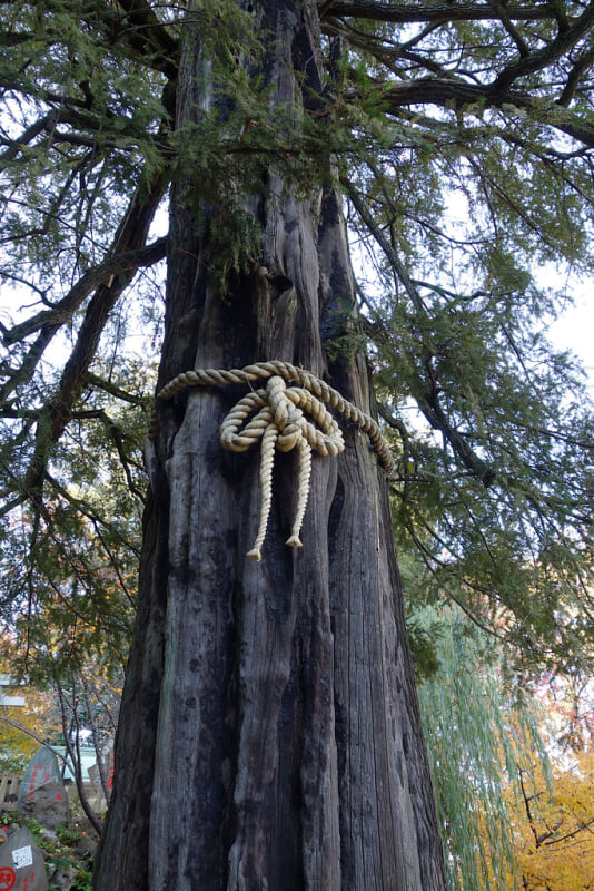 駒込富士神社の写真 ©t-miki(CC BY-ND 2.0)