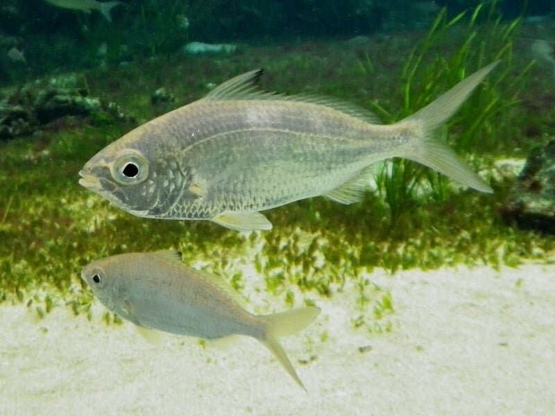 九十九島水族館海きららの写真 ©ふうけ(CC BY-SA 3.0)