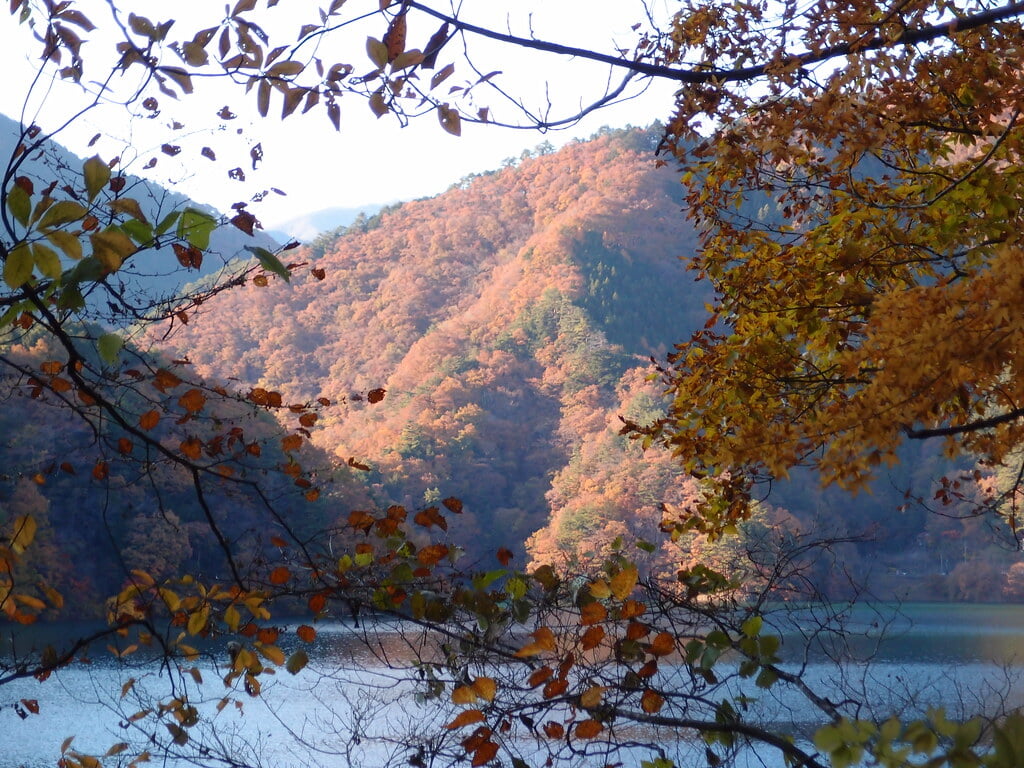 奥多摩湖いこいの路の写真 ©*_*(CC BY 2.0)