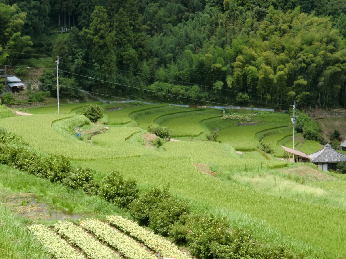 能勢長谷の棚田の写真 ©Miya.m(CC BY-SA 3.0)