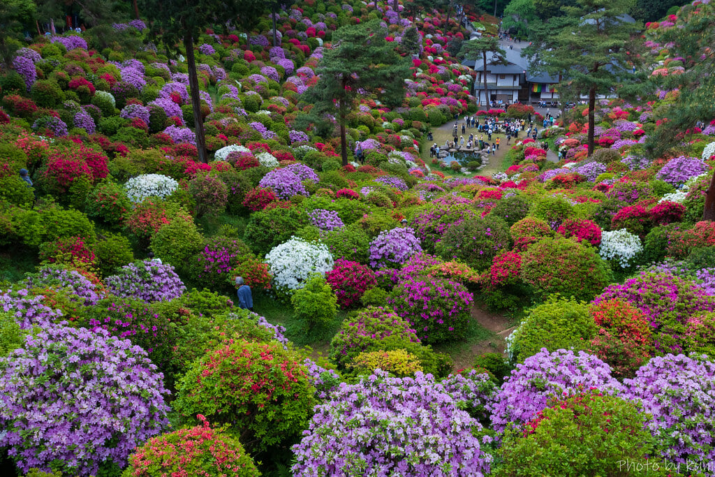 塩船観音寺の写真 ©t.kunikuni(CC BY-SA 2.0)