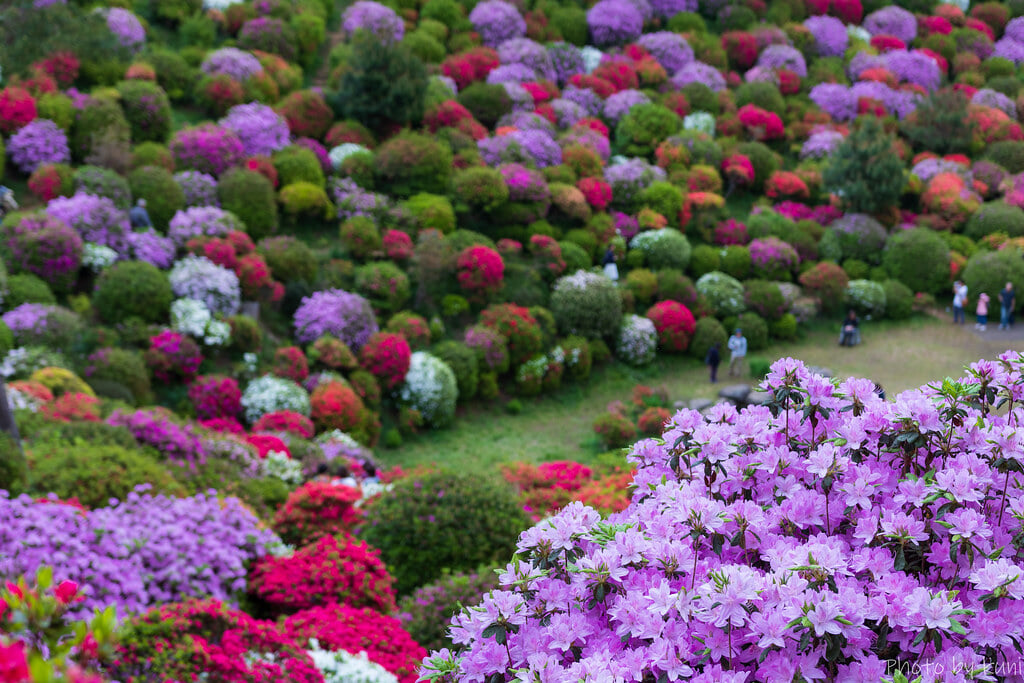 塩船観音寺の写真 ©t.kunikuni(CC BY-SA 2.0)