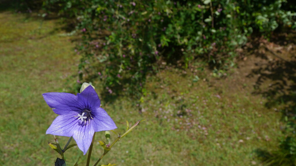 毛越寺の写真 ©ururun4412(CC BY-SA 2.0)