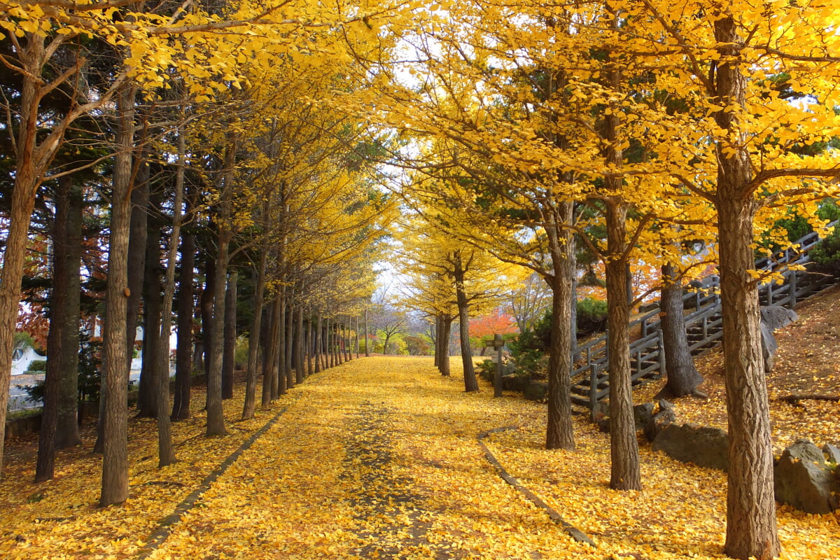 西岡公園の写真 ©t-konno(CC BY-SA 3.0)