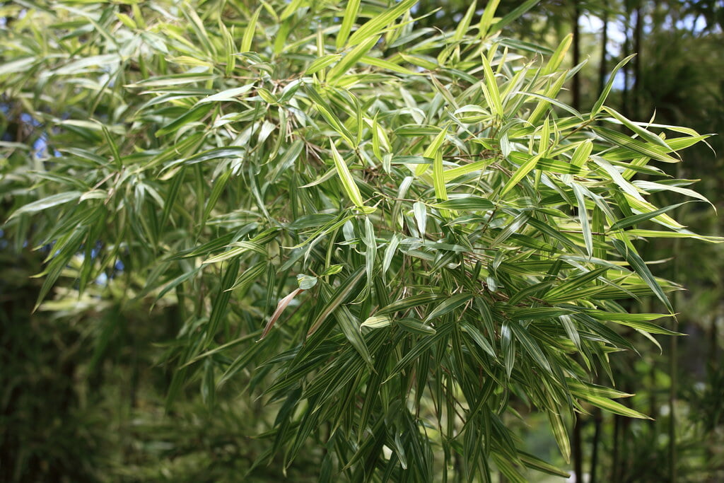 千葉県立大多喜県民の森の写真 ©TANAKA Juuyoh (田中十洋)(CC BY 2.0)