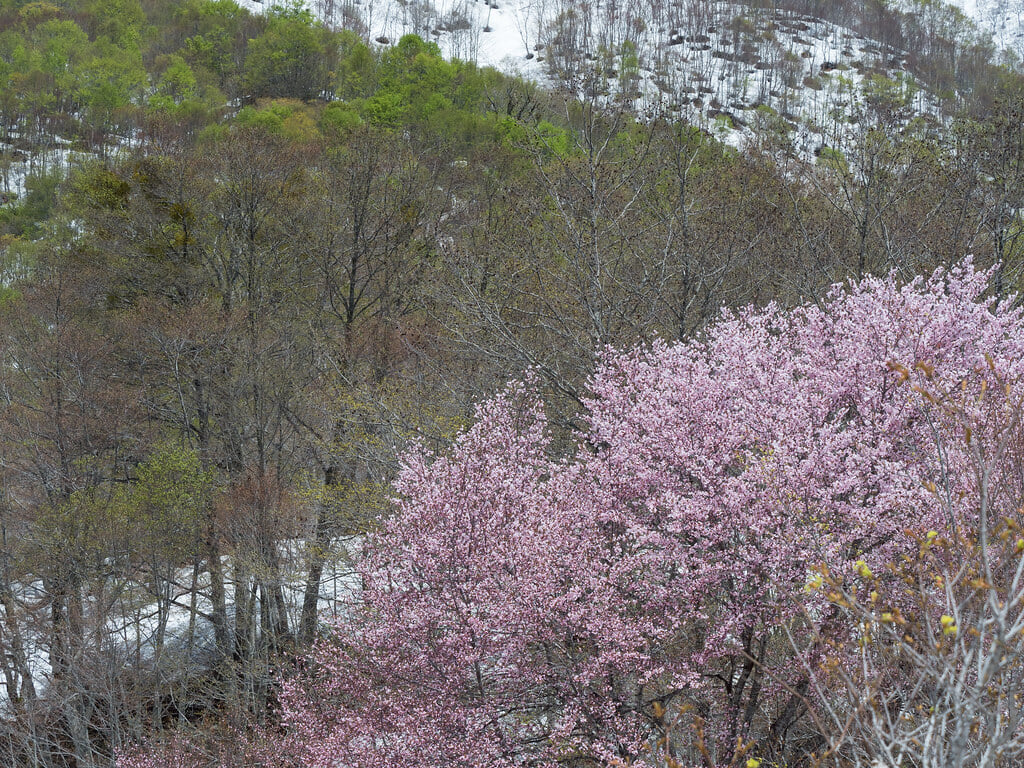 雨飾高原キャンプ場の写真 ©wakaba-shinshu(CC BY 2.0)