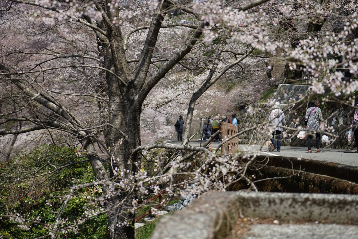 ひょうたん桜公園の写真 ©r18 INO (PACHIMO)(CC BY 3.0)