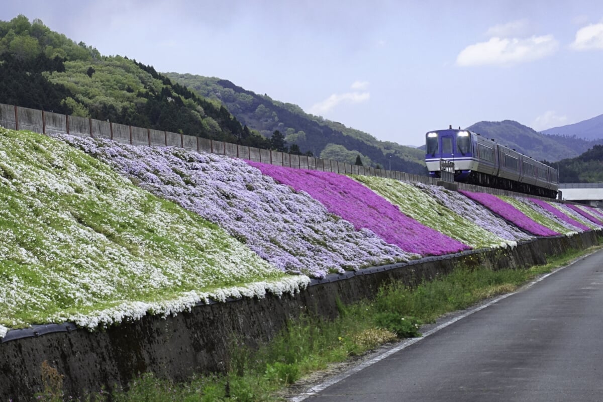 智頭桜土手の写真 