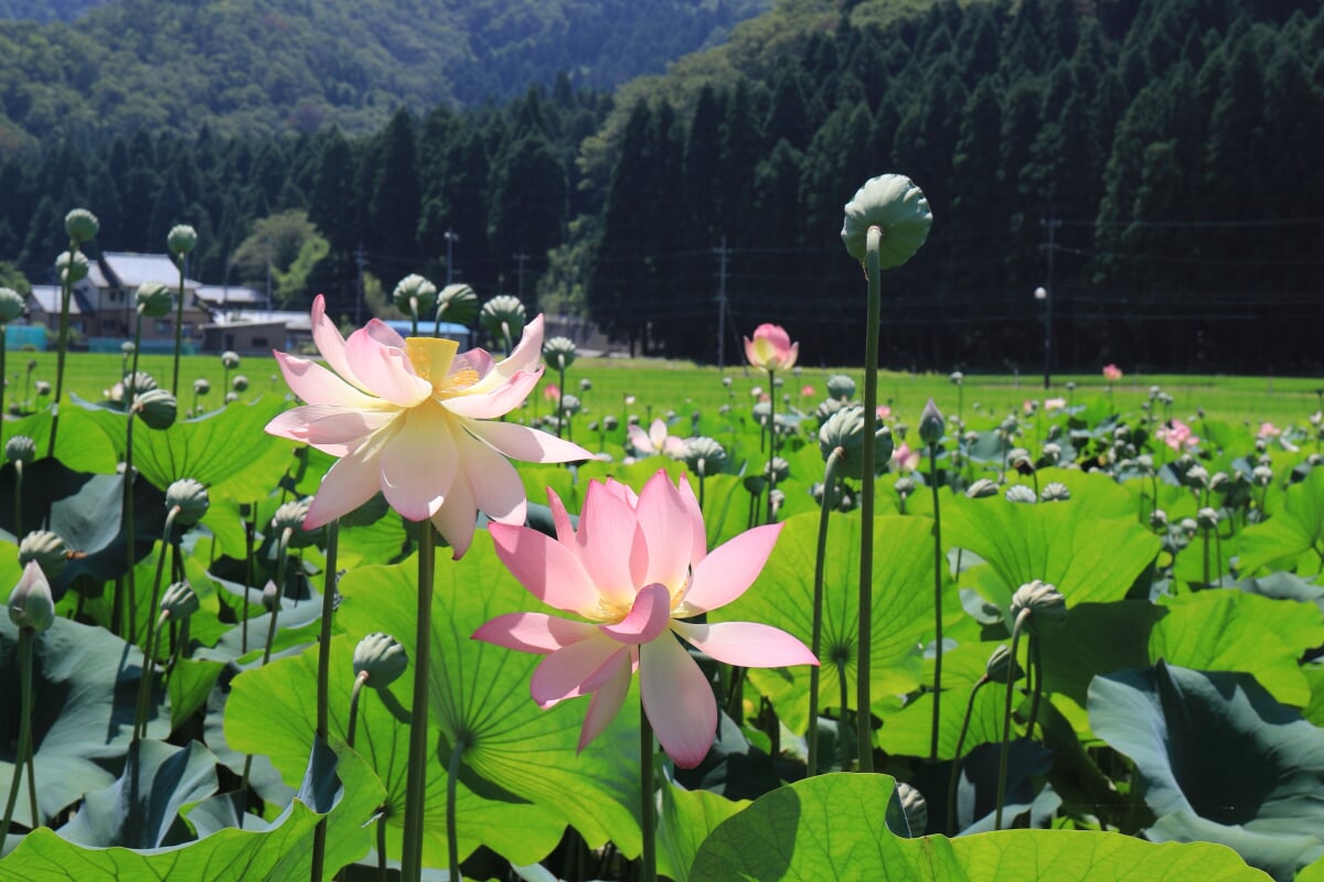 花はす公園の写真 ©流しの(CC BY-SA 4.0)