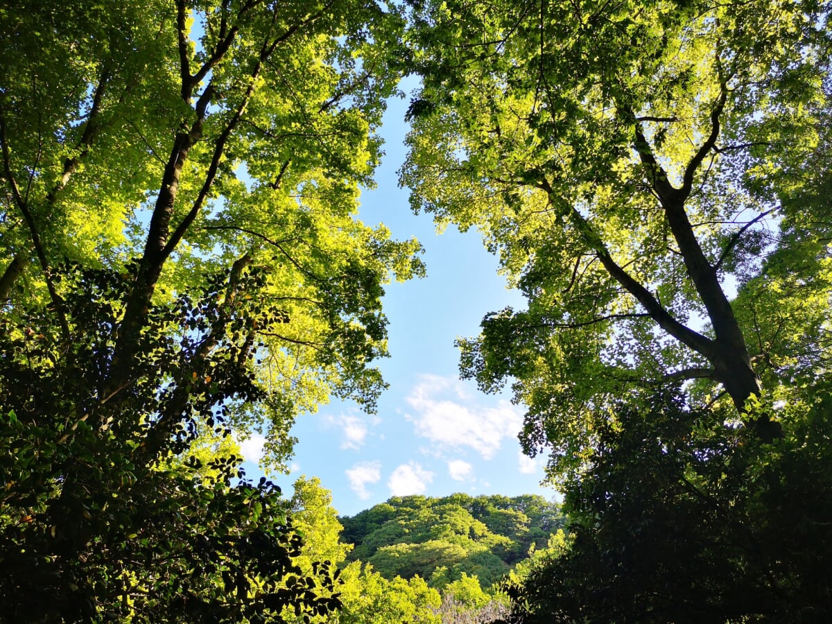 飯山白山森林公園の写真 