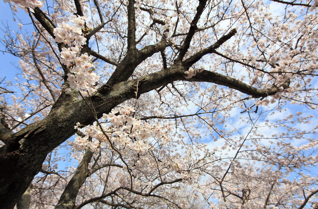 太田山公園の写真 ©TANAKA Juuyoh (田中十洋)(CC BY 2.0)