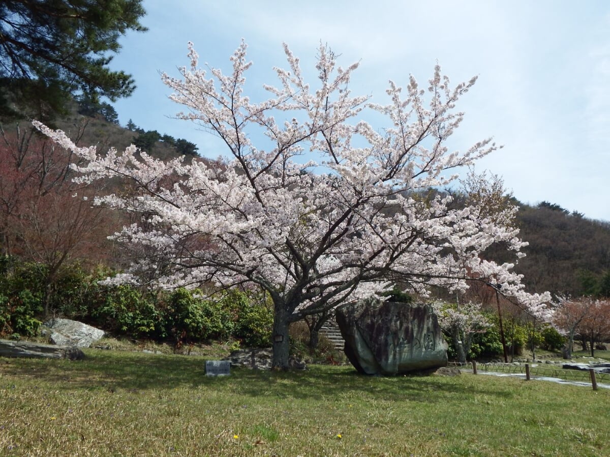 翠波高原の写真 ©Dokudami(CC BY-SA 4.0)