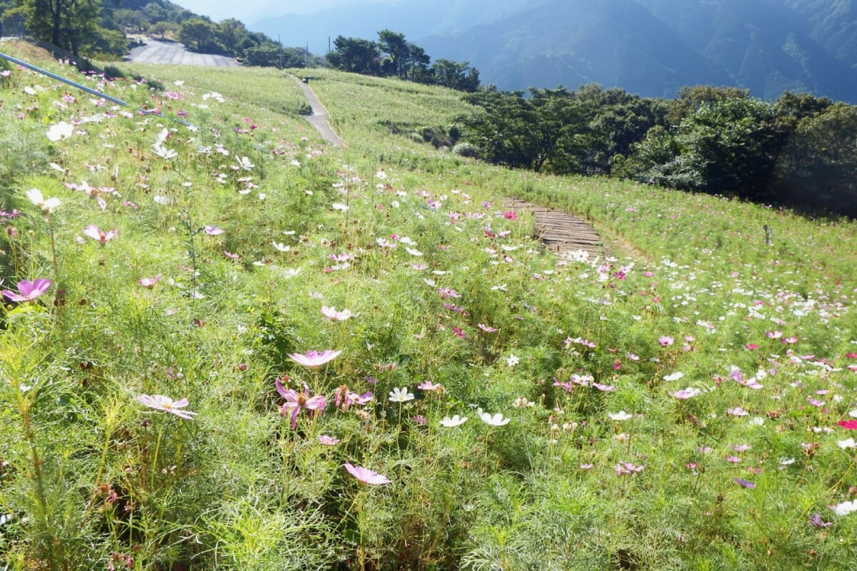 翠波高原の写真 ©Dokudami(CC BY-SA 4.0)