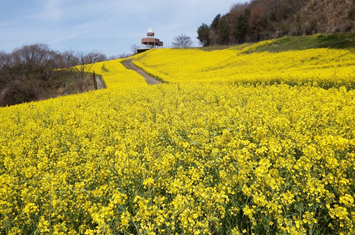 翠波高原の写真 ©Dokudami(CC BY-SA 4.0)