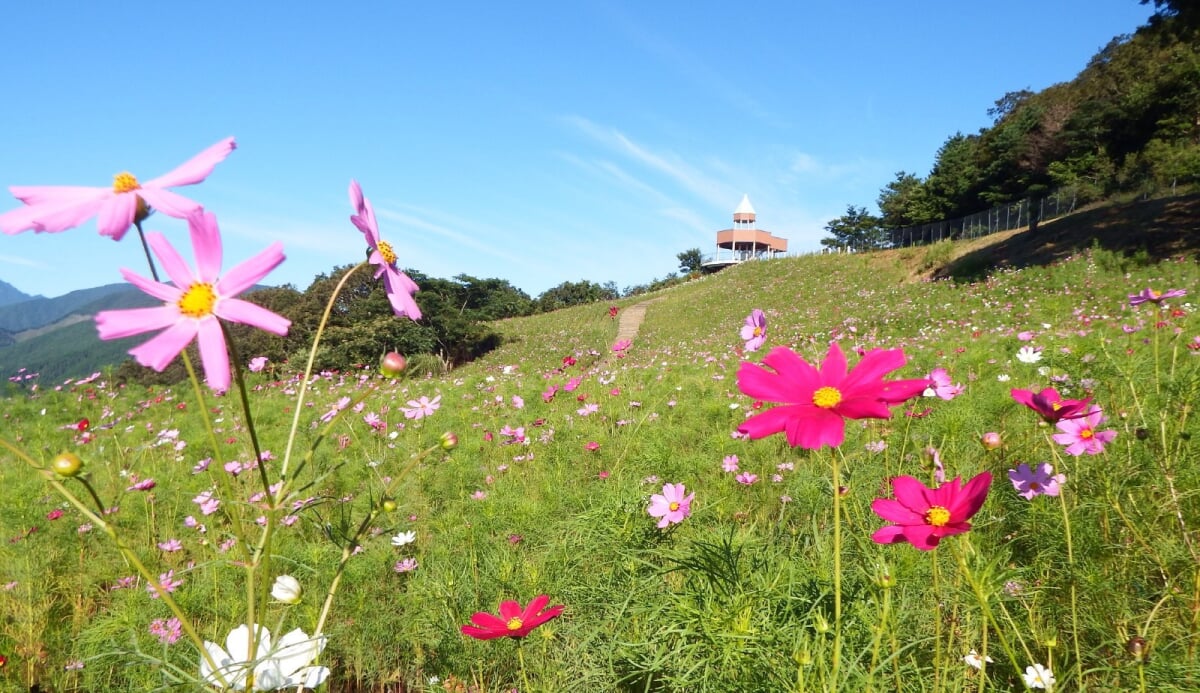 翠波高原の写真 ©Dokudami(CC BY-SA 4.0)