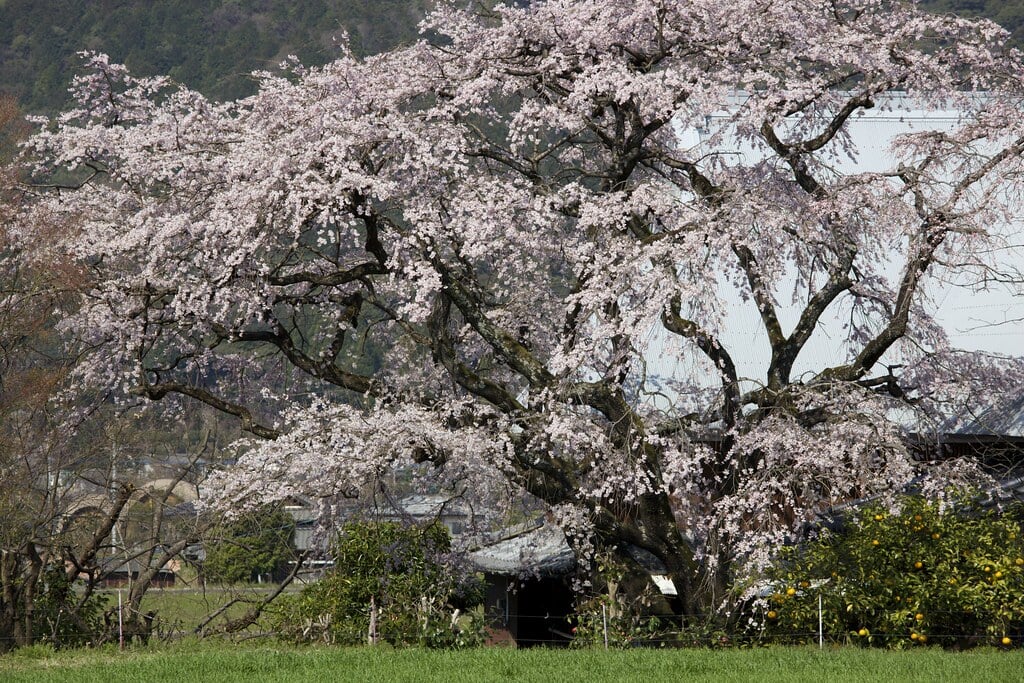 宝珠寺の写真 ©gtknj(CC BY 2.0)