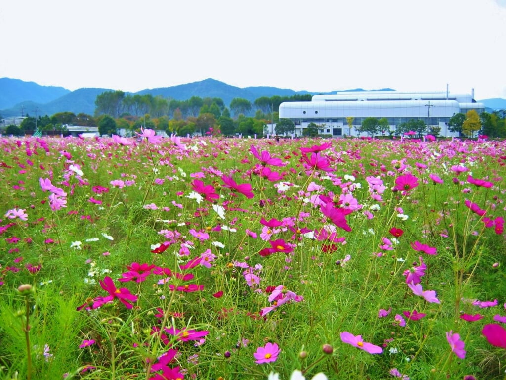 夢コスモス園の写真 