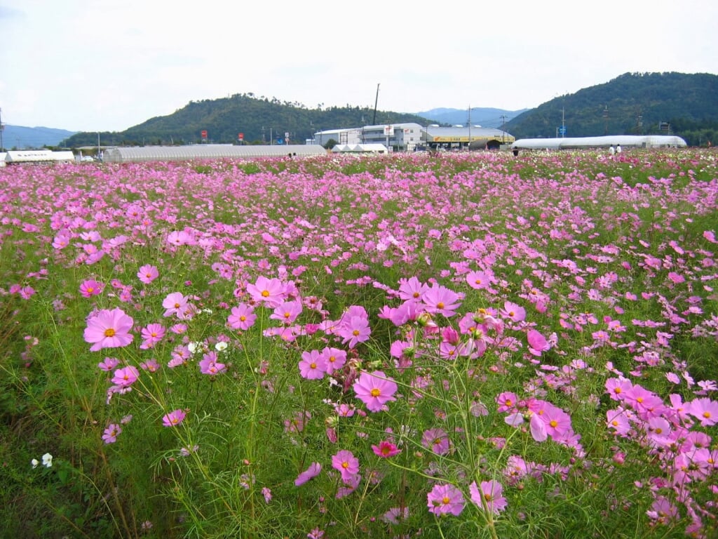 夢コスモス園の写真 