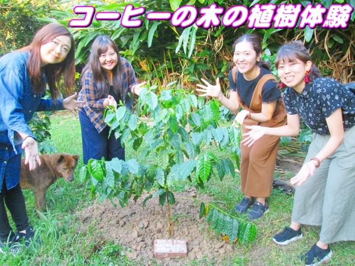 沖縄コーヒー体験農園の写真 