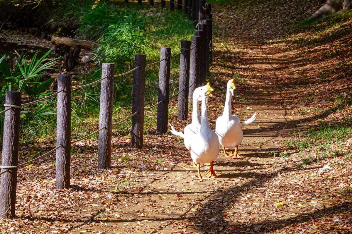 将軍池公園の写真 