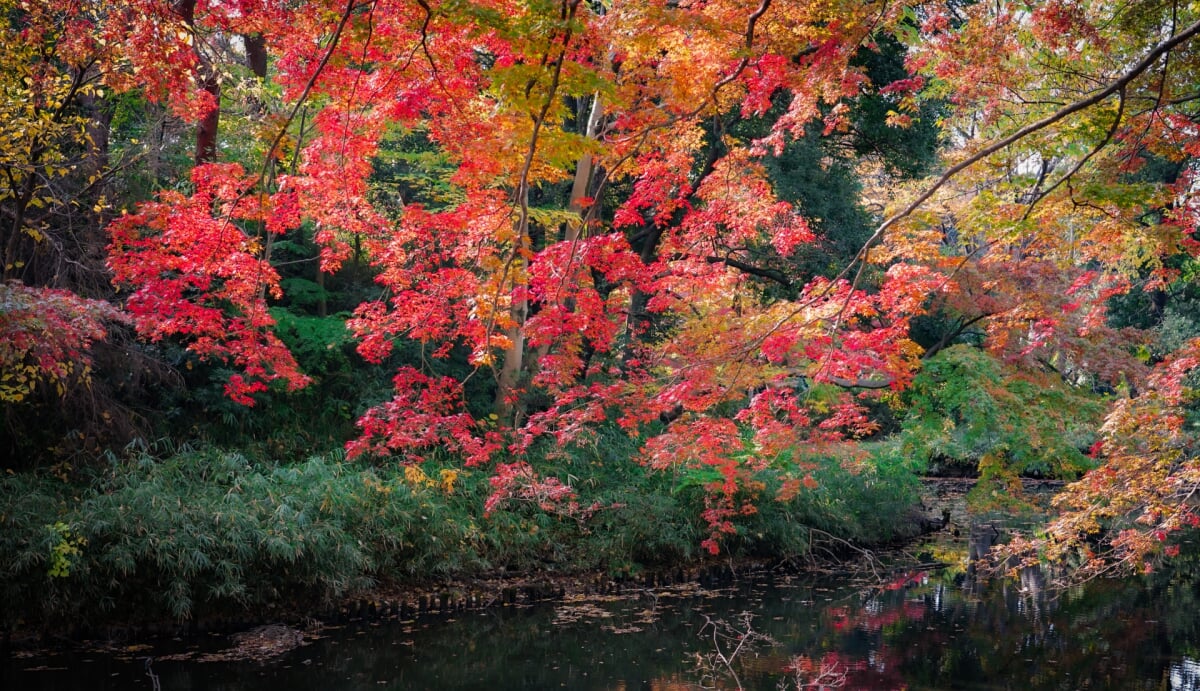 将軍池公園の写真 