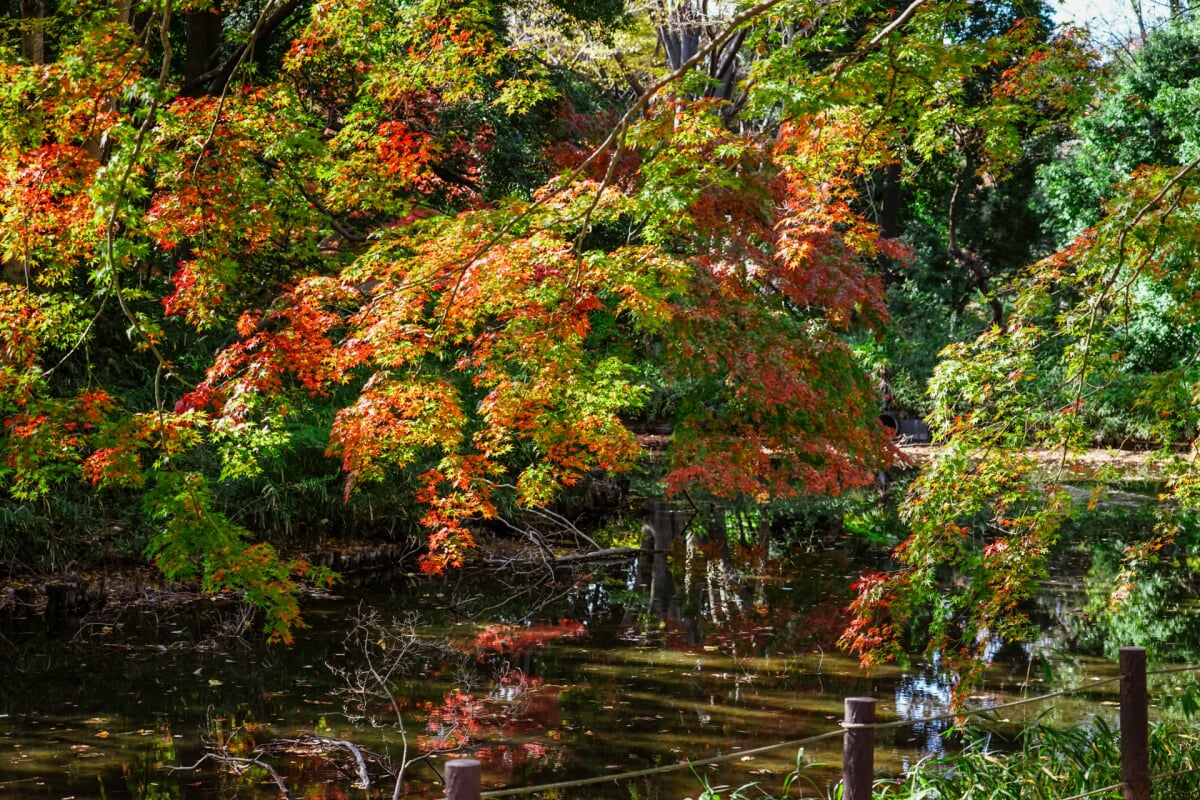 将軍池公園の写真 