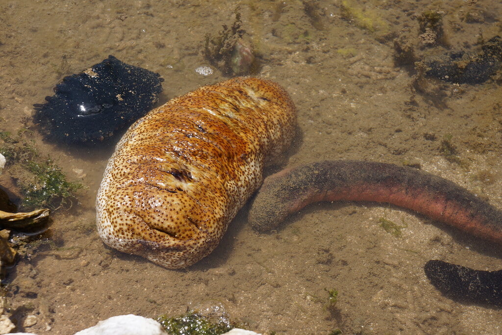 黒島研究所の写真 ©Kentaro Ohno(CC BY 2.0)