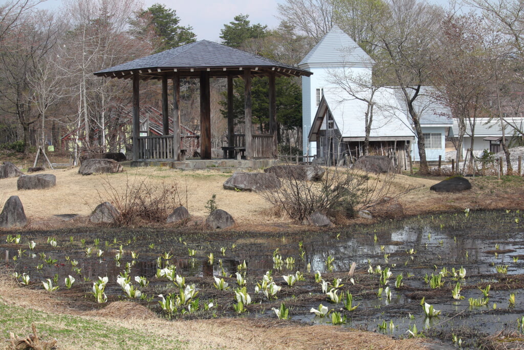 ひるがの湿原植物園の写真 ©Alpsdake(CC BY-SA 4.0)