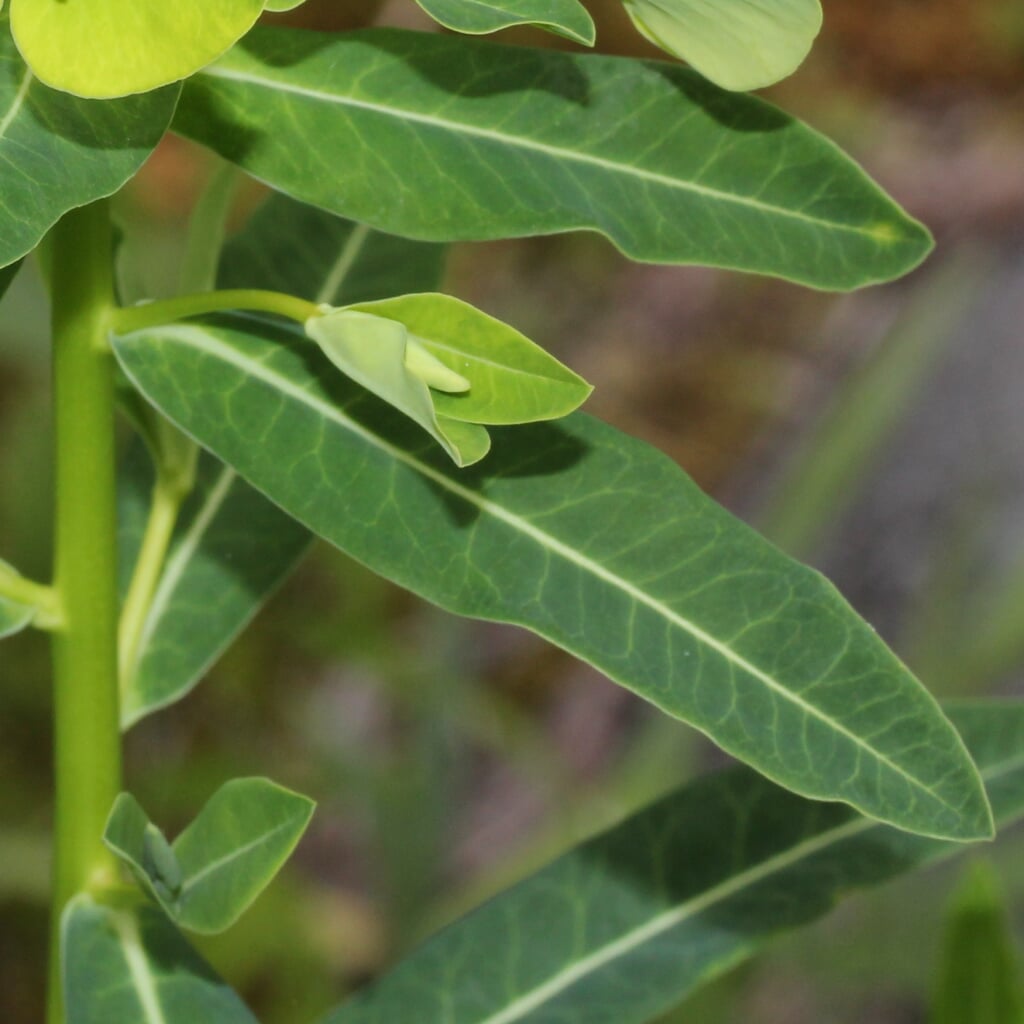 ひるがの湿原植物園の写真 ©Alpsdake(CC BY-SA 4.0)