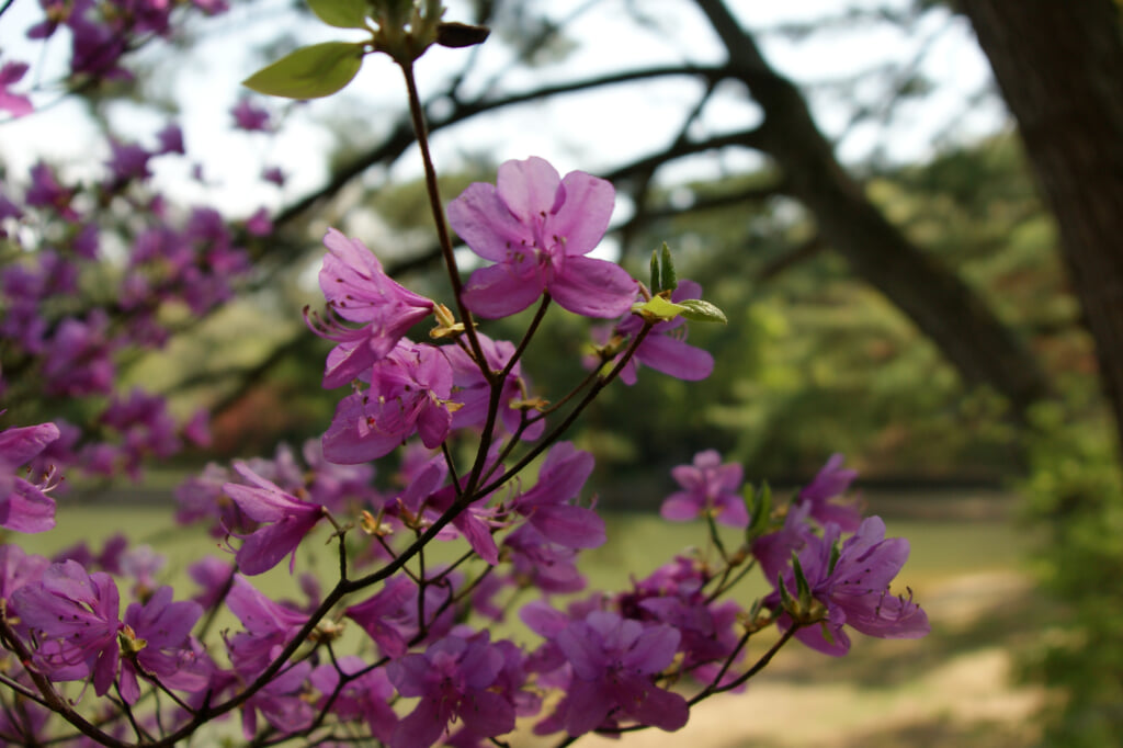 再度公園の写真 ©663highland(CC-BY-SA-3.0)