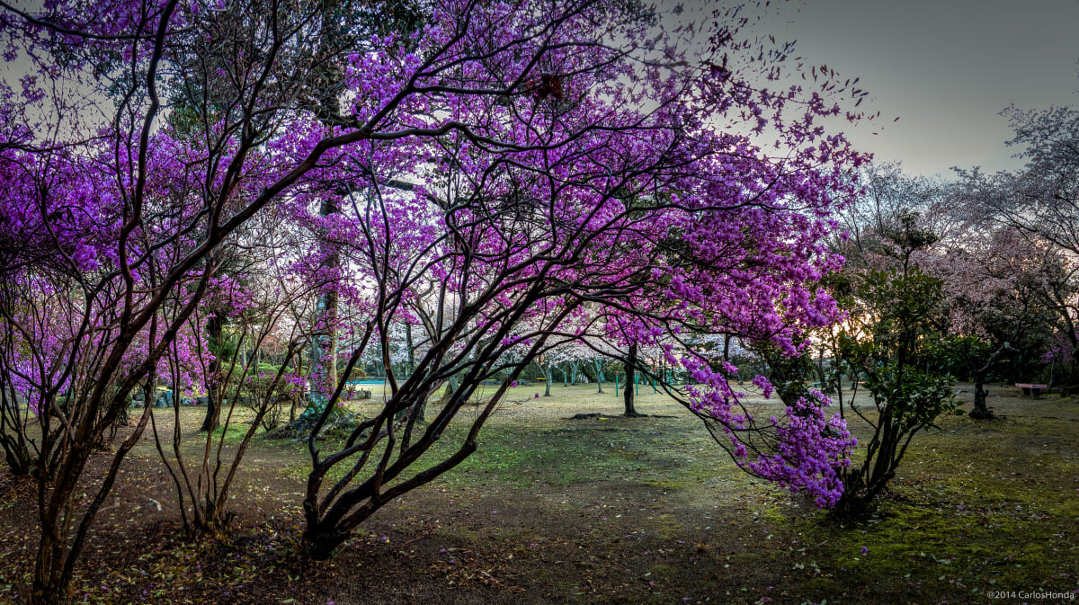 亀山公園の写真 ©carloshonda(CC BY 3.0)