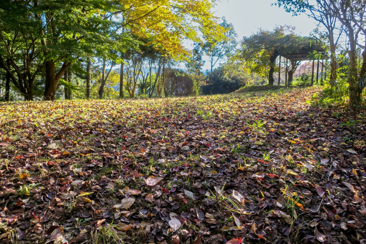 かぎろひの丘万葉公園の写真 