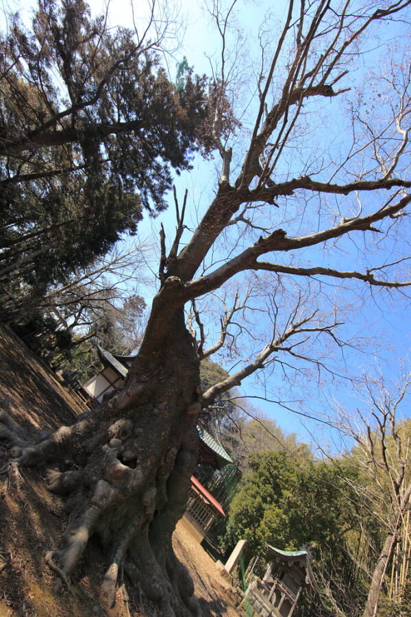 八柱神社の写真 ©TANAKA Juuyoh (田中十洋)(CC BY 2.0)