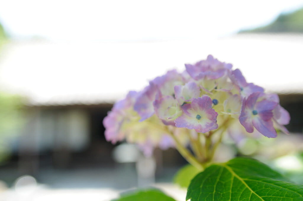 本光寺の写真 ©BONGURI(CC BY-ND 2.0)