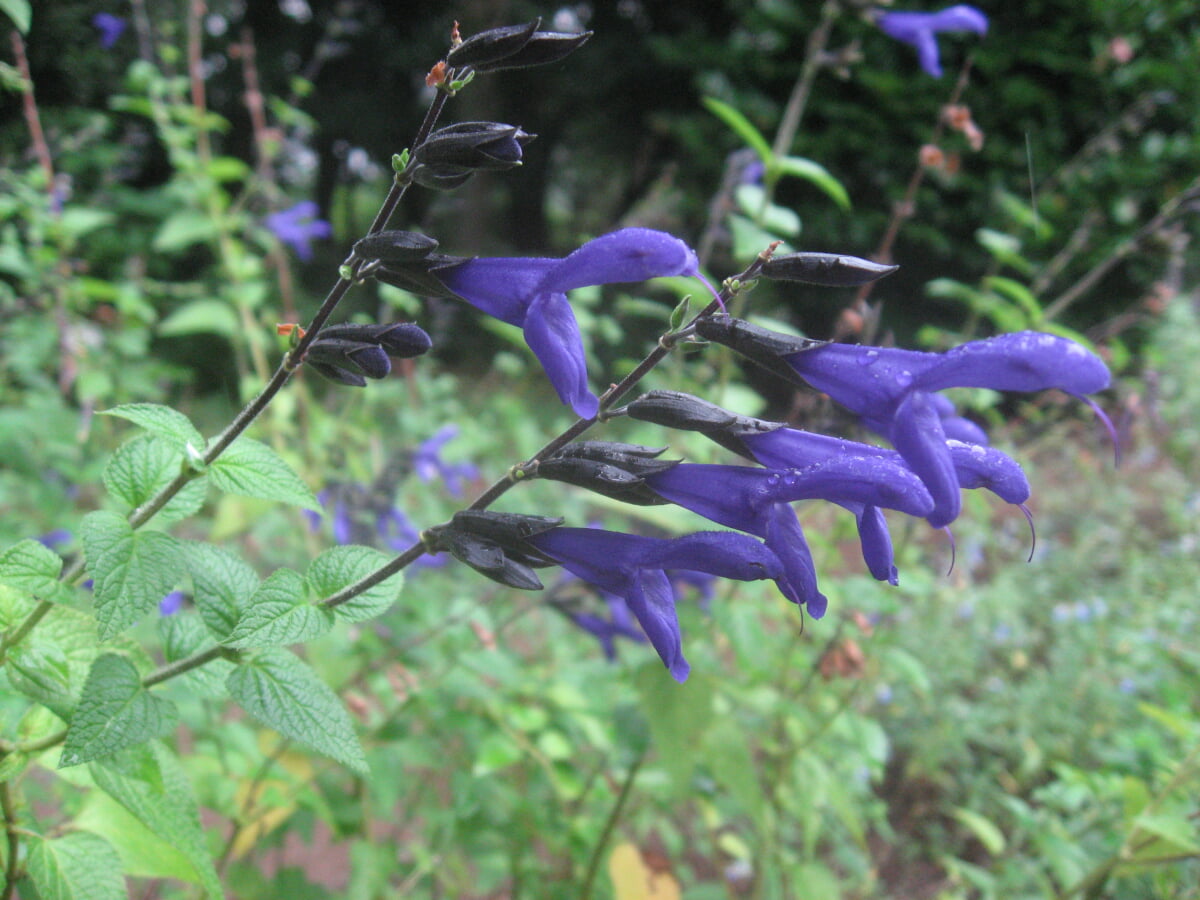 星薬科大学 薬用植物園の写真 ©Qwert1234(CC BY-SA 4.0)