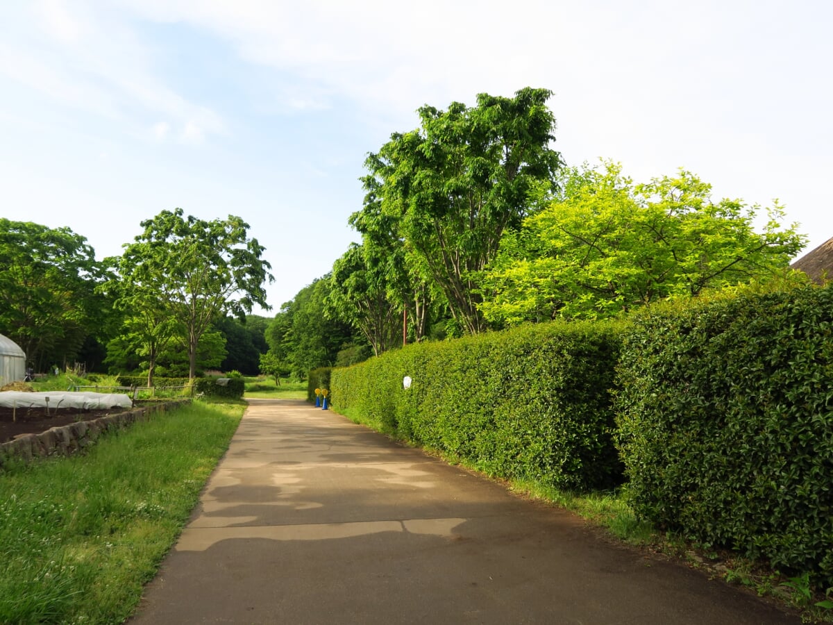 野山北・六道山公園の写真 