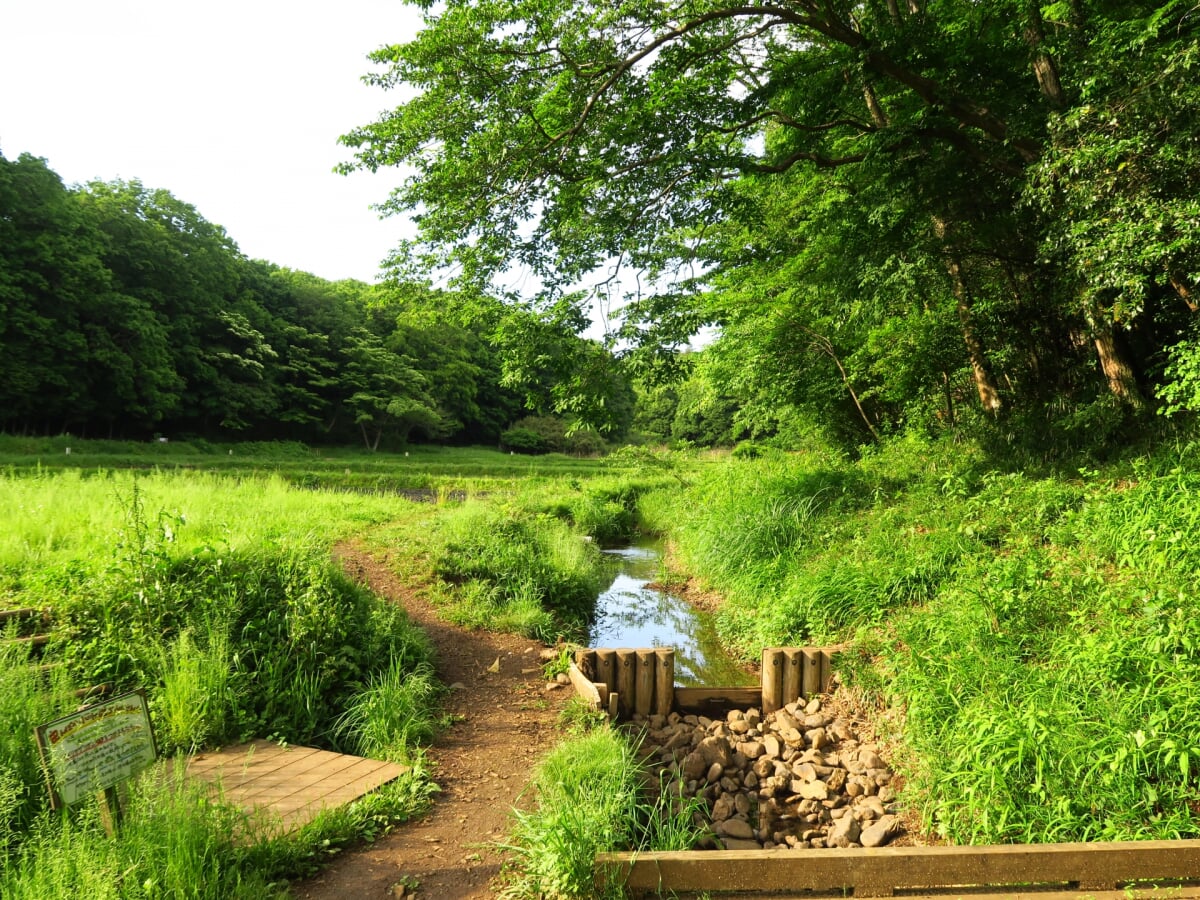 野山北・六道山公園の写真 