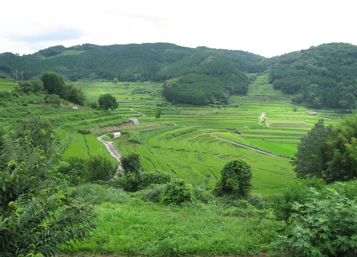 美咲町・大垪和西の棚田の写真 ©Aimaimyi(CC BY-SA 3.0)