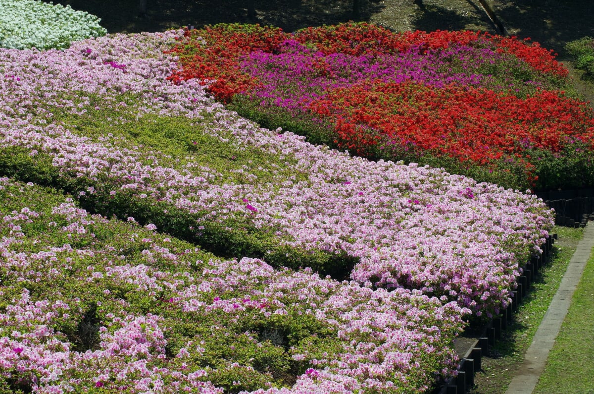 あつぎつつじの丘公園の写真 