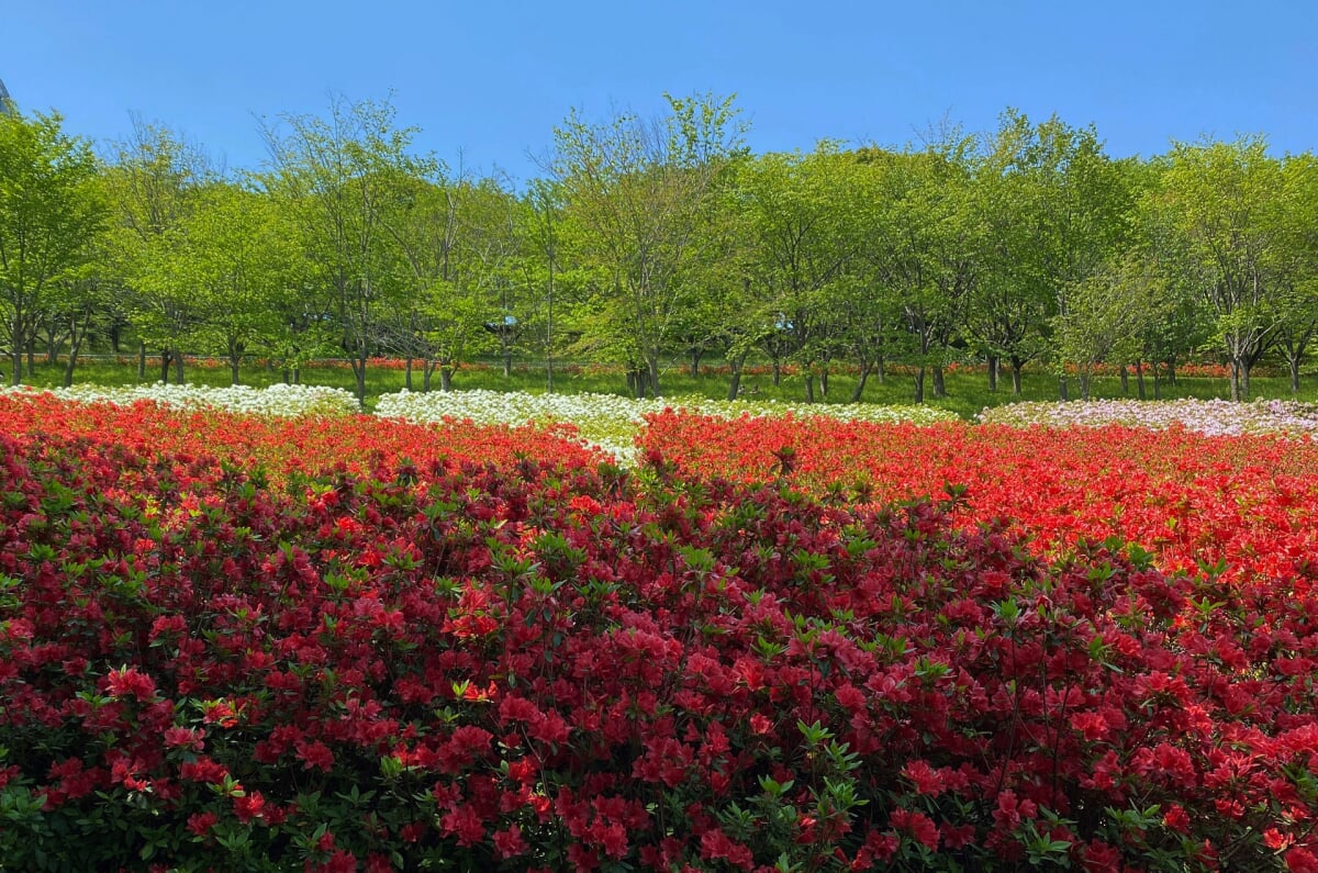 あつぎつつじの丘公園の写真 